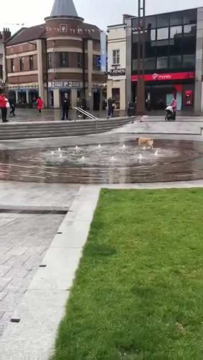 Look at the happy pup!