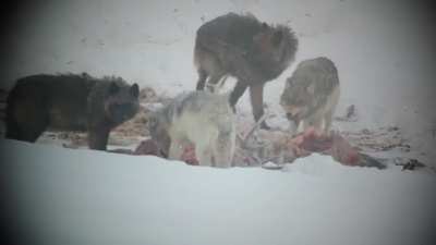 Large pup chasing their tail at a bull elk carcass