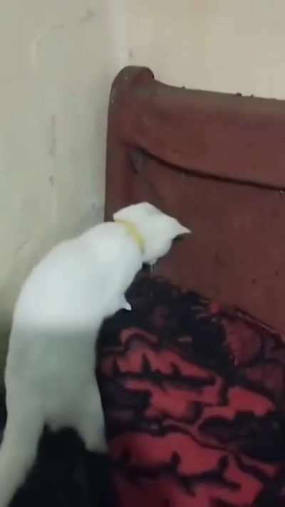 WCGW trying to catch mice