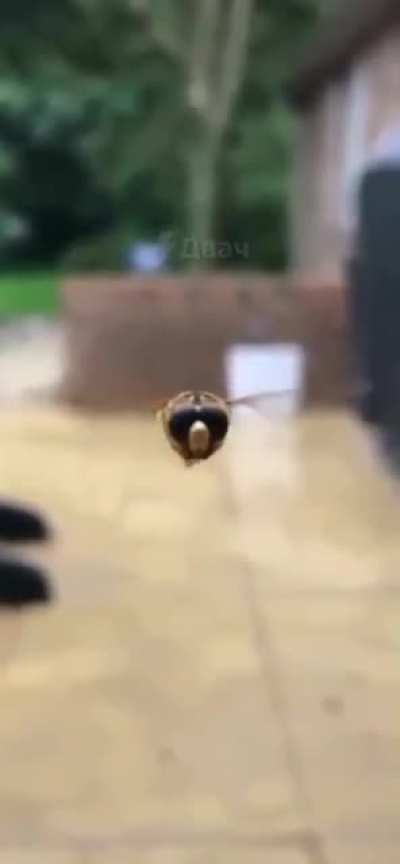 Bee