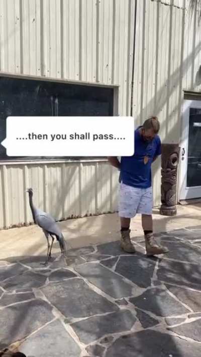 Security Crane