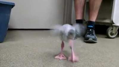 Ever seen a flamingo baby?