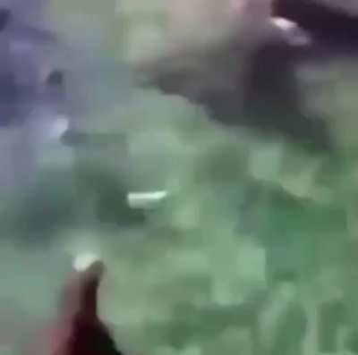 Pog seal