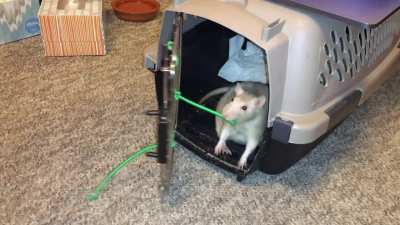 Latte when she was learning her 