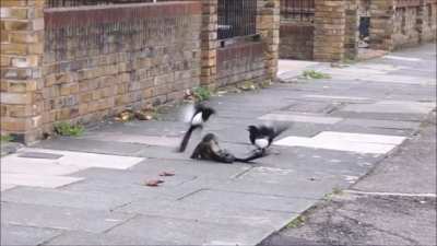 After a sparrow hawk catches a jackdaw and pins it to the ground, the hawk is mobbed by magpies and then a crow which tips the scales, ultimately forcing the hawk to release the jackdaw and fly off. The jackdaw reportedly also flew away albeit with appare