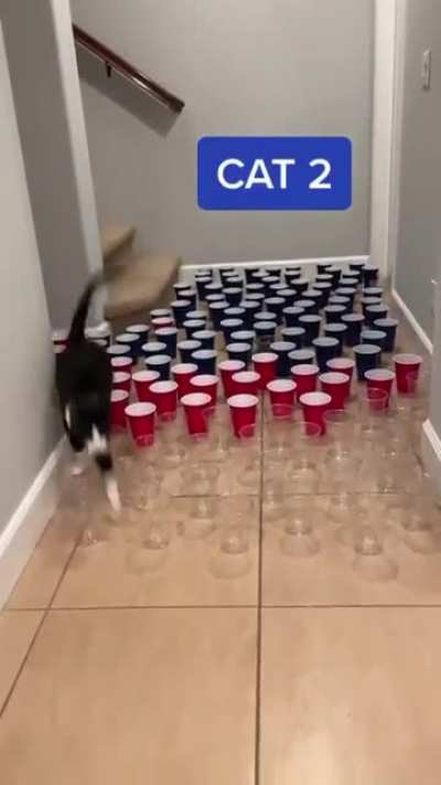 Cat 3 went for it 😂💨🐈