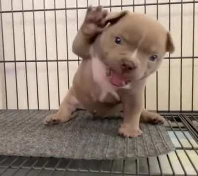 He pronounce. He ready pounce. He only weigh an ounce.