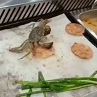 Oh crab!