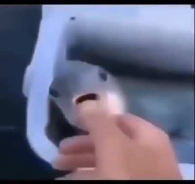 Googoo gaga