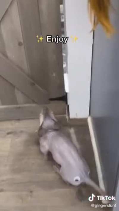 Hairless cat meets googley eyes