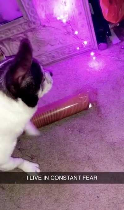 I think she didn’t get her crackers