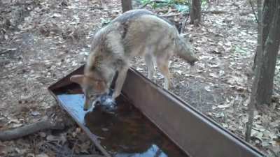 Drinking from a cold water trough