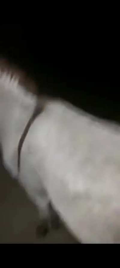 donkey