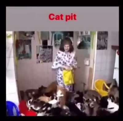 Blursed cat pit