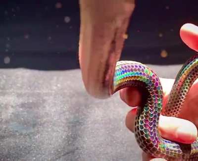 🔥 Sunbeam snake, a highly iridescent semi-aquatic species from Asia 🔥