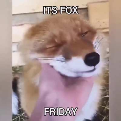 IT'S (FINNEGAN) FOX FRIDAY 🦊🦊🦊🦊🦊