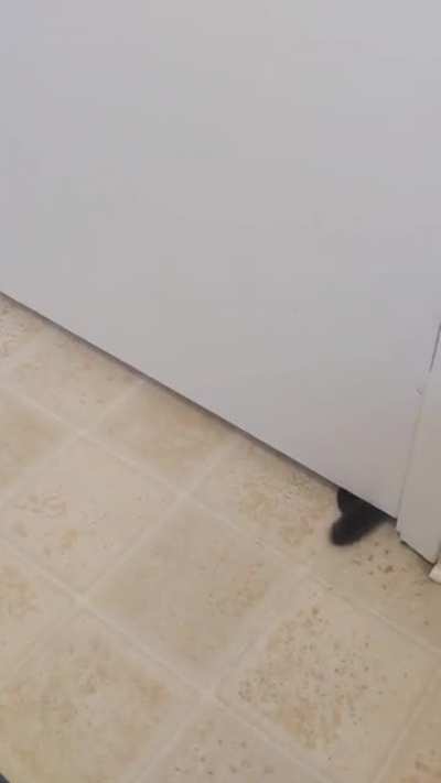 I just wanted to poop in peace
