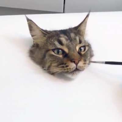Almost lifelike cat drawings