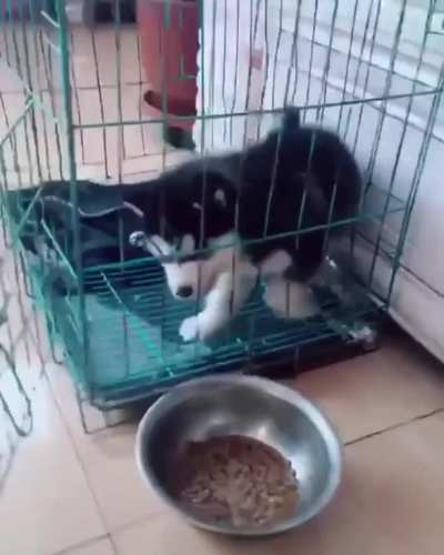 I will conquer you