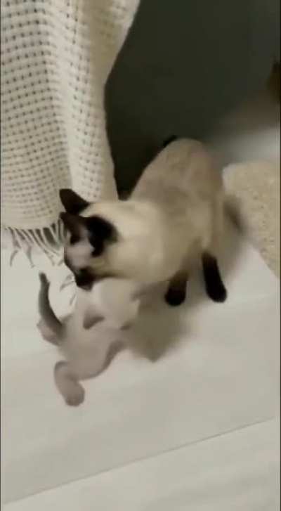 Mom, I still want to play..🐈🐾😅