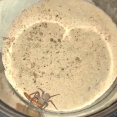 Dangerous spider attack