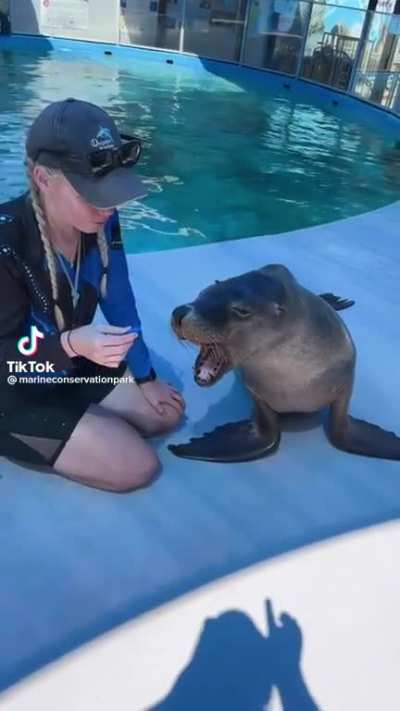 Sea lion