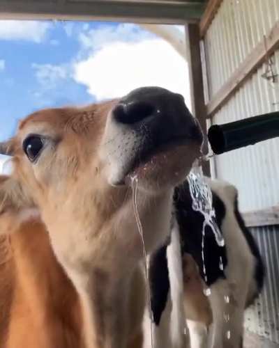 He's very thirsty!
