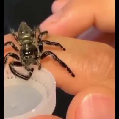 Aranhinha bebendo água