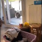 C H O N K