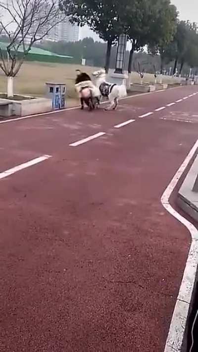 What is... that?