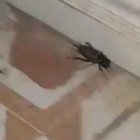 He lubricated the cricket! Now that annoying sound is over.