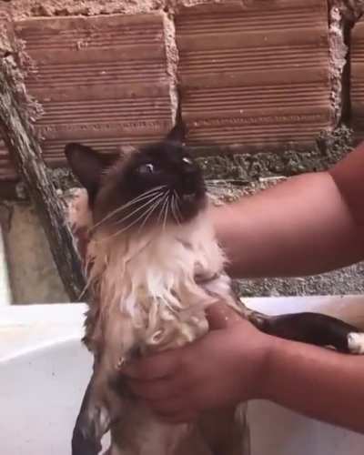 Magoei 🙀