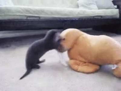 Every single time I post otter y’all go crazy