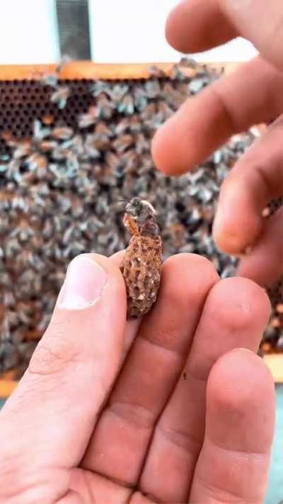 Forbidden peanut