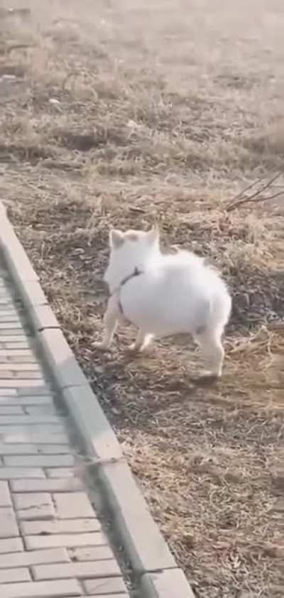 Majestic