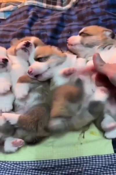 Adorable pups at their cutest!!!