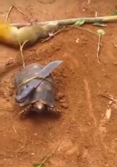 Carai