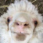 Screaming floof