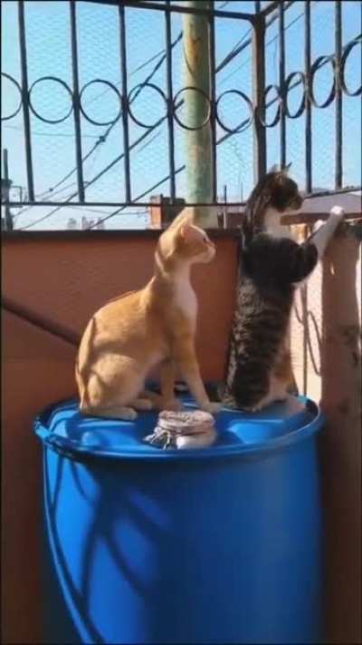 Two cats watching neighbor's fight  