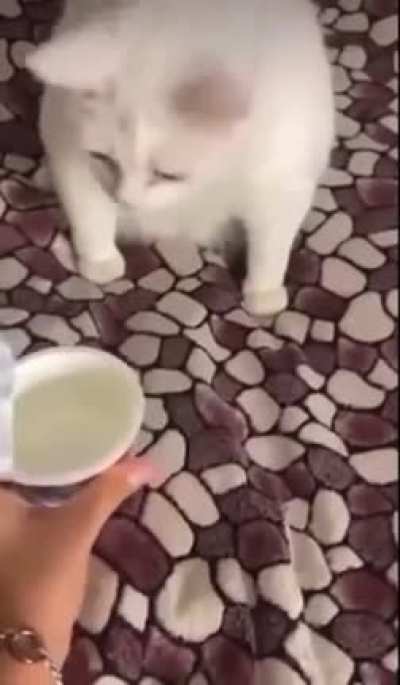 Yogurt