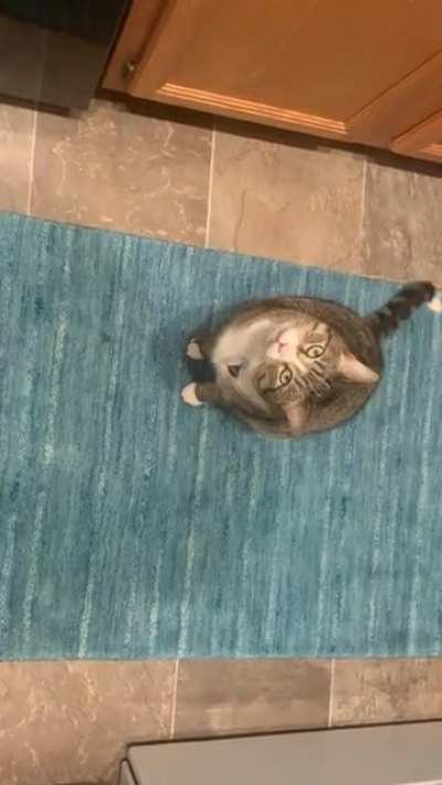 He always gets vocal and spins when he wants something.