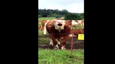 Cow moaning but without the sound effect