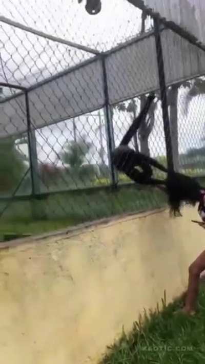 Messing around with a monkey