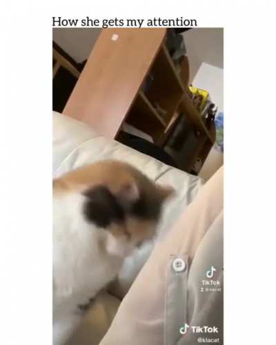 Cat bonks owner for attention