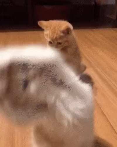 Learning to cåttøę.