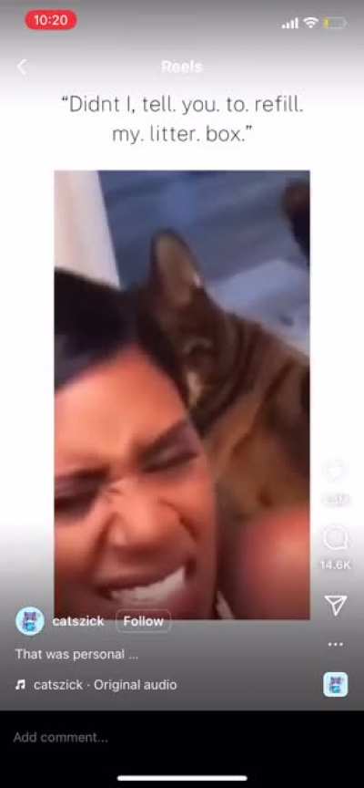 invest in a cat