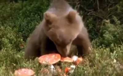 bear is tripping