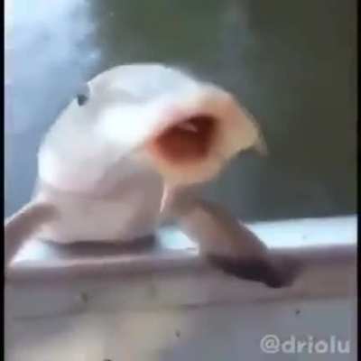 fishe rule