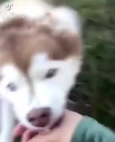 Cute puppy!