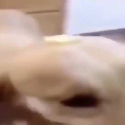 Butter Dog